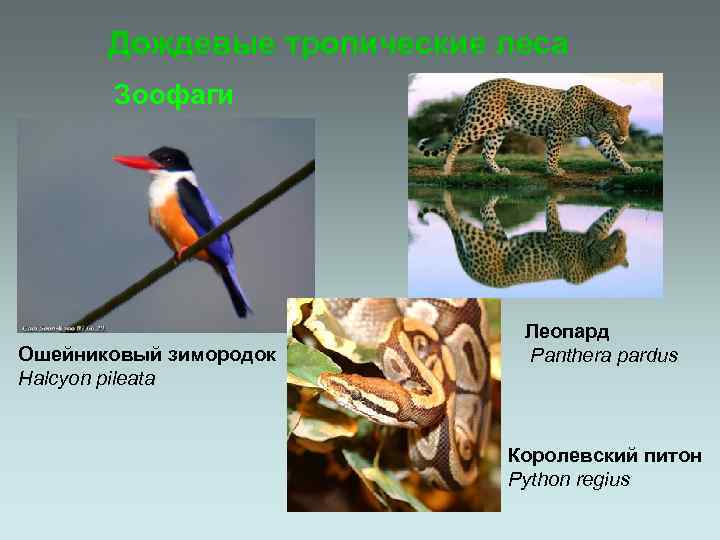 Дождевые тропические леса Зоофаги Ошейниковый зимородок Halcyon pileata Леопард Panthera pardus Королевский питон Python