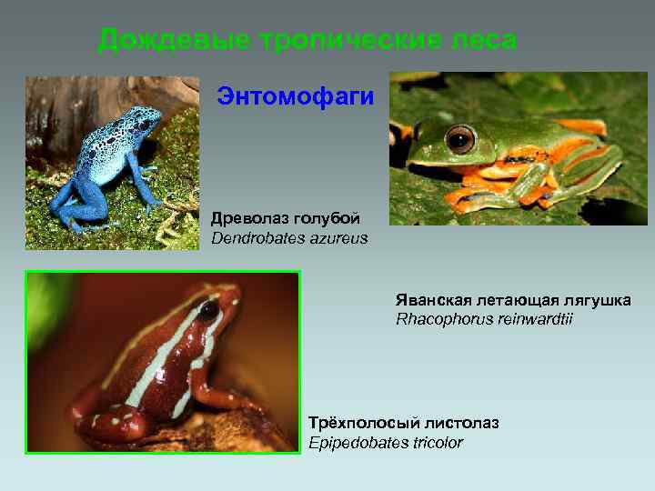 Дождевые тропические леса Энтомофаги Древолаз голубой Dendrobates azureus Яванская летающая лягушка Rhacophorus reinwardtii Трёхполосый