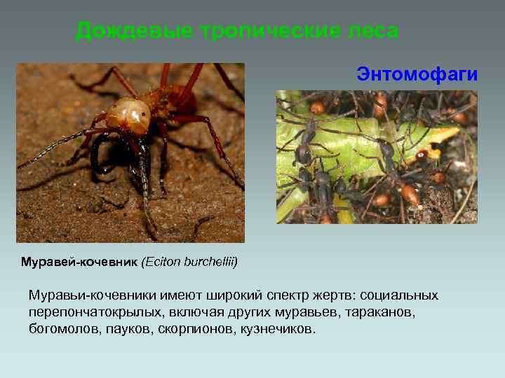 Дождевые тропические леса Энтомофаги Муравей-кочевник (Eciton burchellii) Муравьи-кочевники имеют широкий спектр жертв: социальных перепончатокрылых,