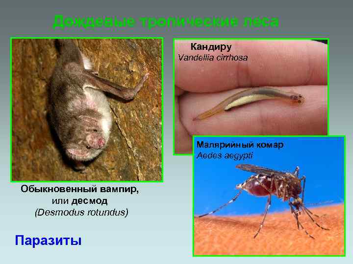 Дождевые тропические леса Кандиру Vandellia cirrhosa Малярийный комар Aedes aegypti Обыкновенный вампир, или десмод