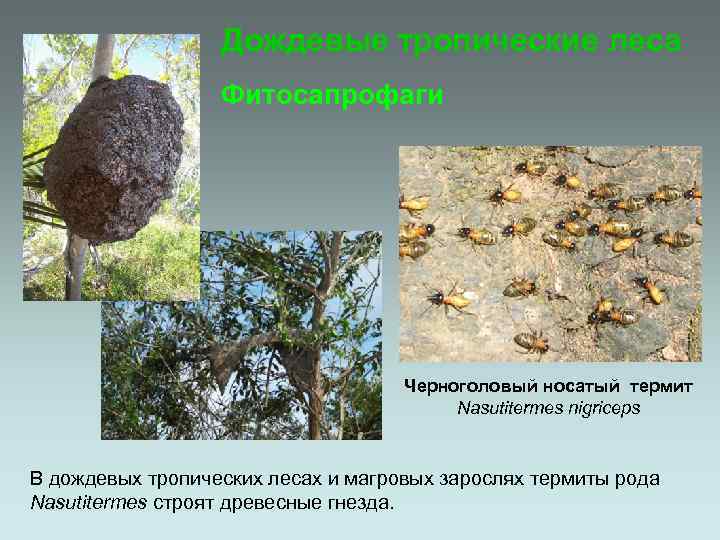 Дождевые тропические леса Фитосапрофаги Черноголовый носатый термит Nasutitermes nigriceps В дождевых тропических лесах и