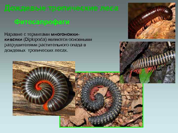 Дождевые тропические леса Фитосапрофаги Наравне с термитами многоножкикивсяки (Diplopoda) являются основными разрушителями растительного опада