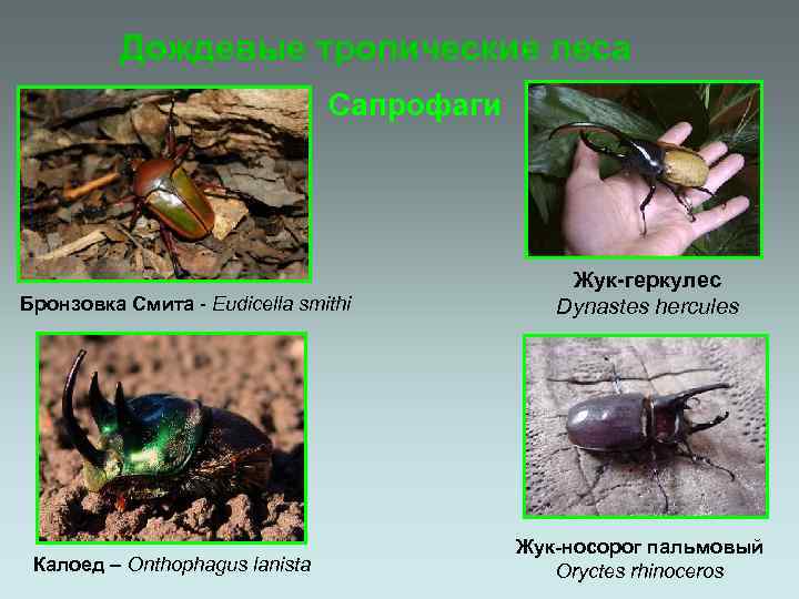 Дождевые тропические леса Сапрофаги Бронзовка Смита - Eudicella smithi Калоед – Onthophagus lanista Жук-геркулес