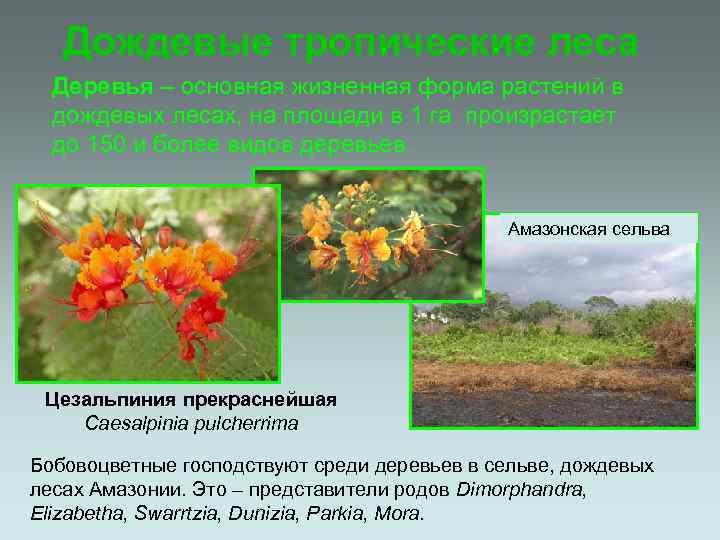 Дождевые тропические леса Деревья – основная жизненная форма растений в дождевых лесах, на площади