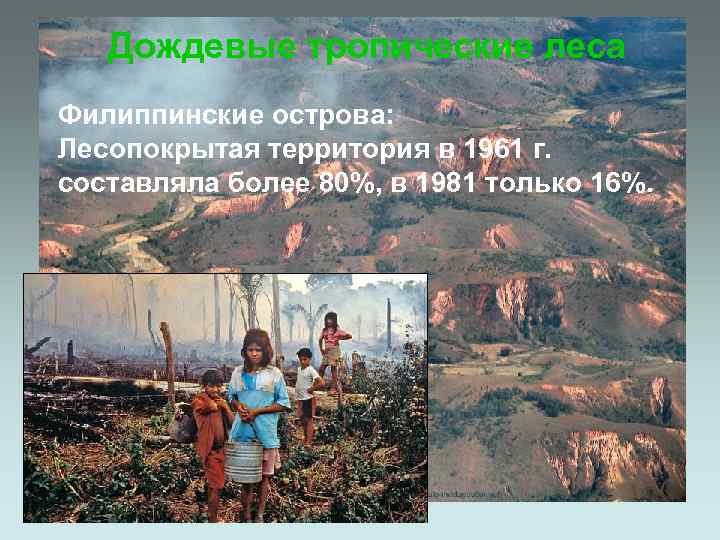 Дождевые тропические леса Филиппинские острова: Лесопокрытая территория в 1961 г. составляла более 80%, в