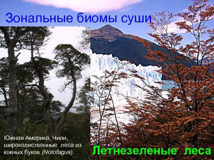 Зональные биомы суши Южная Америка, Чили, широколиственные леса из южных буков (Notofagus). Летнезеленые леса