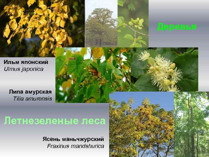 Деревья Ильм японский Ulmus japonica Липа амурская Tilia amurensis Летнезеленые леса Ясень маньчжурский Fraxinus