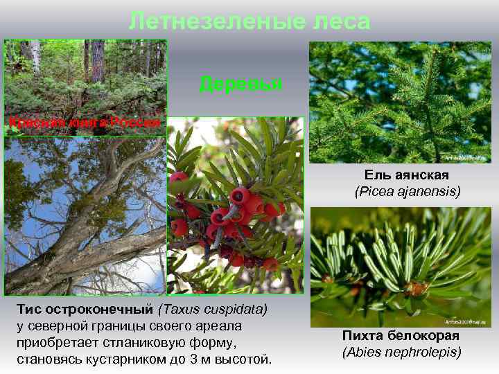 Летнезеленые леса Деревья Красная книга России Ель аянская (Picea ajanensis) Тис остроконечный (Taxus cuspidata)