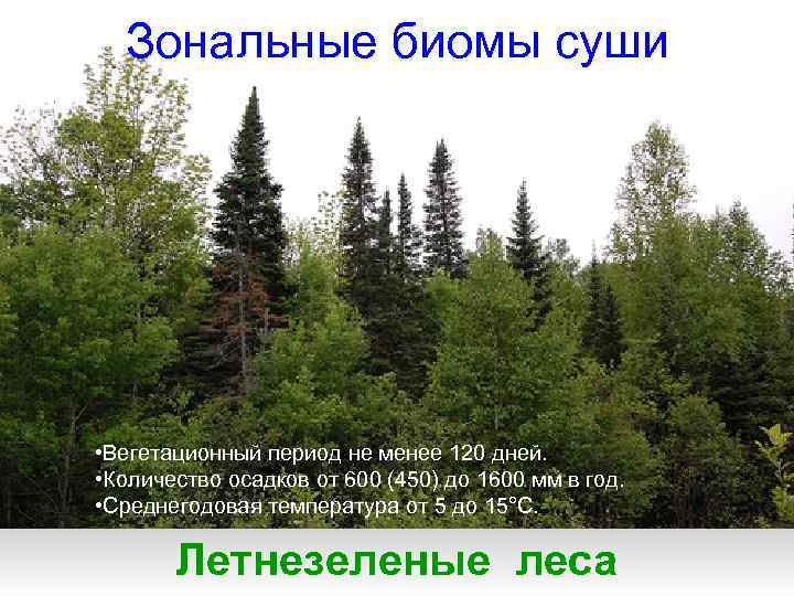 Зональные биомы суши • Вегетационный период не менее 120 дней. • Количество осадков от