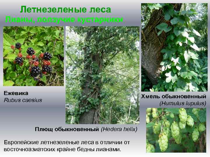 Летнезеленые леса Лианы, ползучие кустарники Ежевика Rubus caesius Плющ обыкновенный (Hedera helix) Европейские летнезеленые