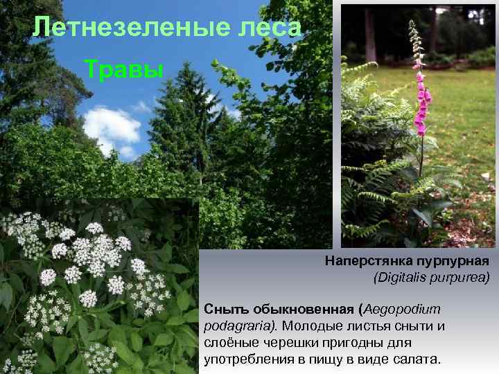 Летнезеленые леса Травы Наперстянка пурпурная (Digitalis purpurea) Сныть обыкновенная (Aegopodium podagraria). Молодые листья сныти