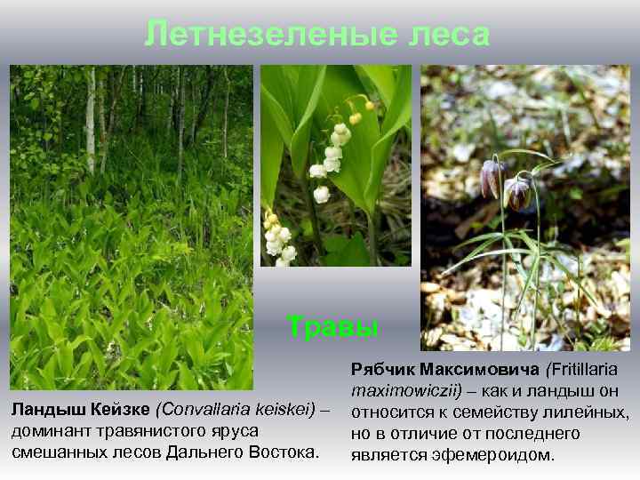 Летнезеленые леса Травы Ландыш Кейзке (Convallaria keiskei) – доминант травянистого яруса смешанных лесов Дальнего