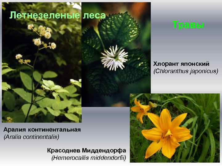 Летнезеленые леса Травы Хлорант японский (Chloranthus japonicus) Аралия континентальная (Aralia continentalis) Красоднев Миддендорфа (Hemerocallis