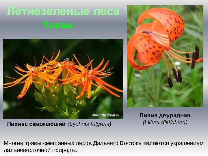 Летнезеленые леса Травы Лихнес сверкающий (Lychnis fulgens) Лилия двурядная (Lilium distichum) Многие травы смешанных