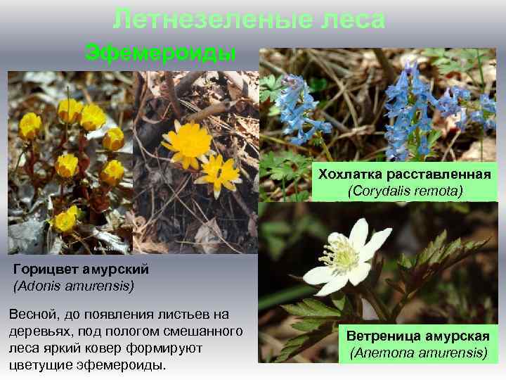 Летнезеленые леса Эфемероиды Хохлатка расставленная (Corydalis remota) Горицвет амурский (Adonis amurensis) Весной, до появления