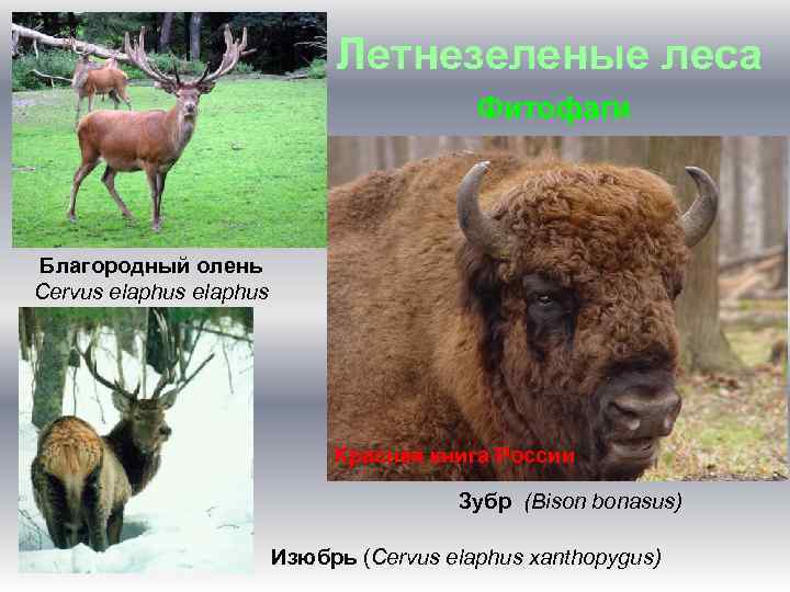 Летнезеленые леса Фитофаги Благородный олень Cervus elaphus Красная книга России Зубр (Bison bonasus) Изюбрь