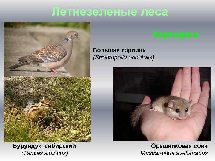 Летнезеленые леса Карпофаги Большая горлица (Streptopelia orientalis) Бурундук сибирский (Tamias sibiricus) Орешниковая соня Muscardinus