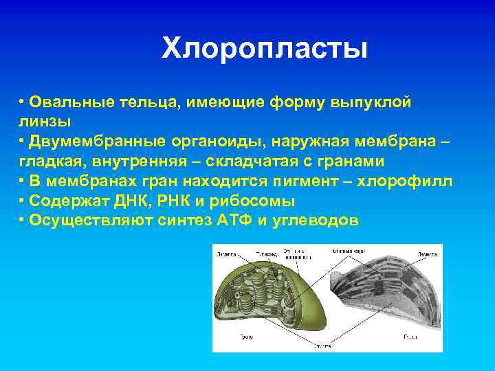 Хлоропласты • Овальные тельца, имеющие форму выпуклой линзы • Двумембранные органоиды, наружная мембрана –