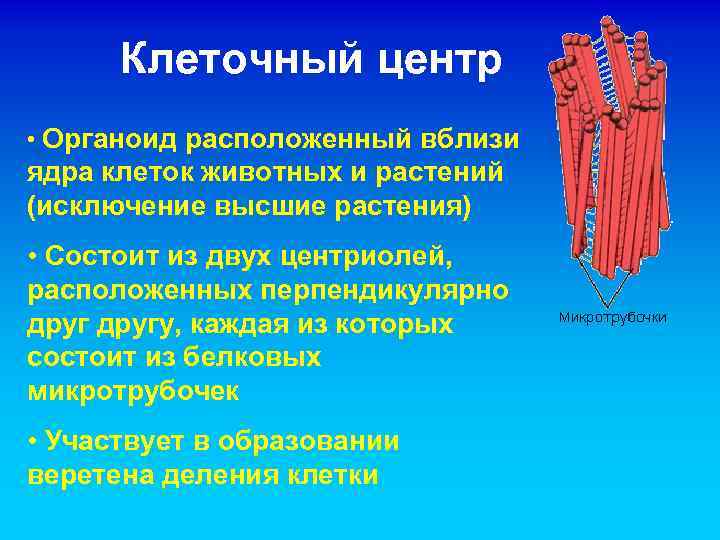 Клеточный центр • Органоид расположенный вблизи ядра клеток животных и растений (исключение высшие растения)