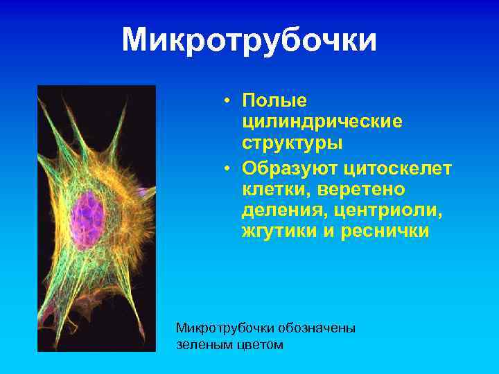 Микротрубочки • Полые цилиндрические структуры • Образуют цитоскелет клетки, веретено деления, центриоли, жгутики и