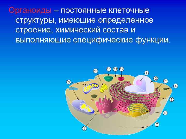 Органоиды – постоянные клеточные структуры, имеющие определенное строение, химический состав и выполняющие специфические функции.