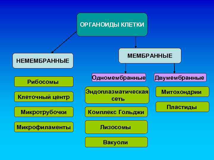 ОРГАНОИДЫ КЛЕТКИ НЕМЕМБРАННЫЕ Рибосомы Клеточный центр МЕМБРАННЫЕ Одномембранные Эндоплазматическая сеть Микротрубочки Комплекс Гольджи Микрофиламенты