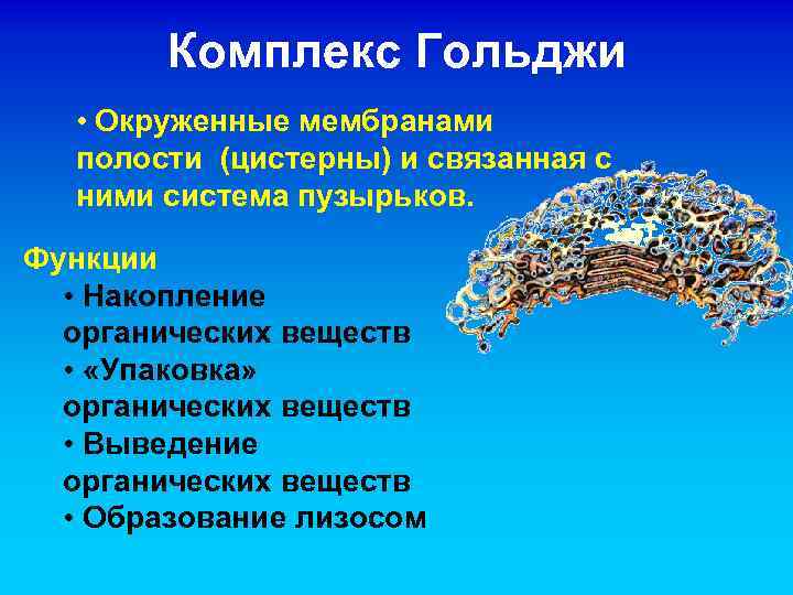 Комплекс Гольджи • Окруженные мембранами полости (цистерны) и связанная с ними система пузырьков. Функции