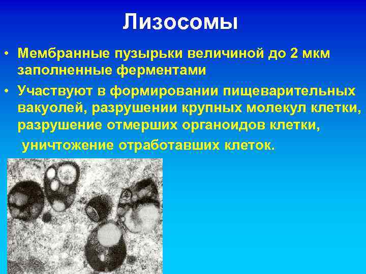 Лизосомы • Мембранные пузырьки величиной до 2 мкм заполненные ферментами • Участвуют в формировании
