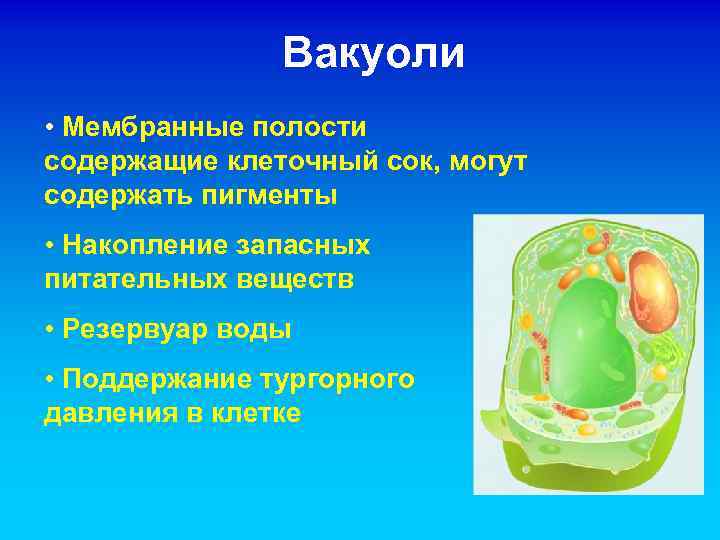 Вакуоли • Мембранные полости содержащие клеточный сок, могут содержать пигменты • Накопление запасных питательных