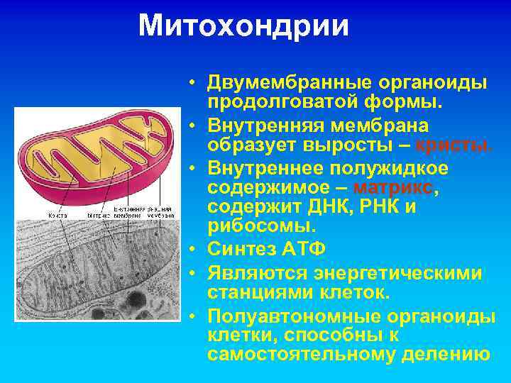 Митохондрии • Двумембранные органоиды продолговатой формы. • Внутренняя мембрана образует выросты – кристы. •
