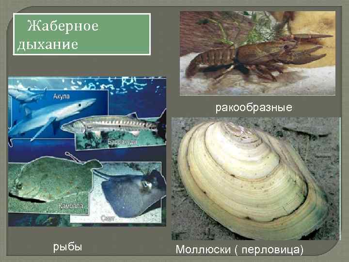Жаберное дыхание ракообразные рыбы Моллюски ( перловица) 