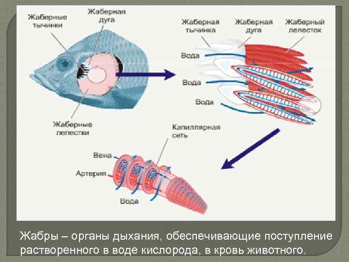 Жабры – органы дыхания, обеспечивающие поступление растворенного в воде кислорода, в кровь животного. 