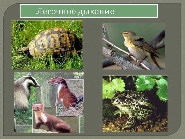 Легочное дыхание 