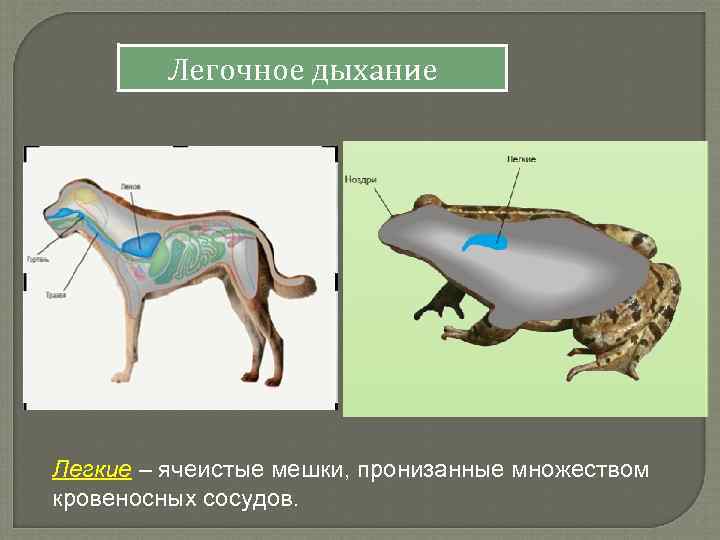 Легочное дыхание Легкие – ячеистые мешки, пронизанные множеством кровеносных сосудов. 