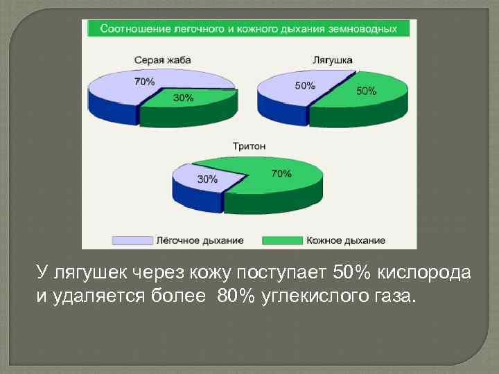 У лягушек через кожу поступает 50% кислорода и удаляется более 80% углекислого газа. 