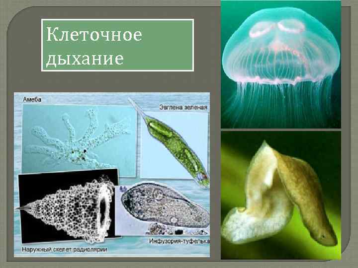 Клеточное дыхание 