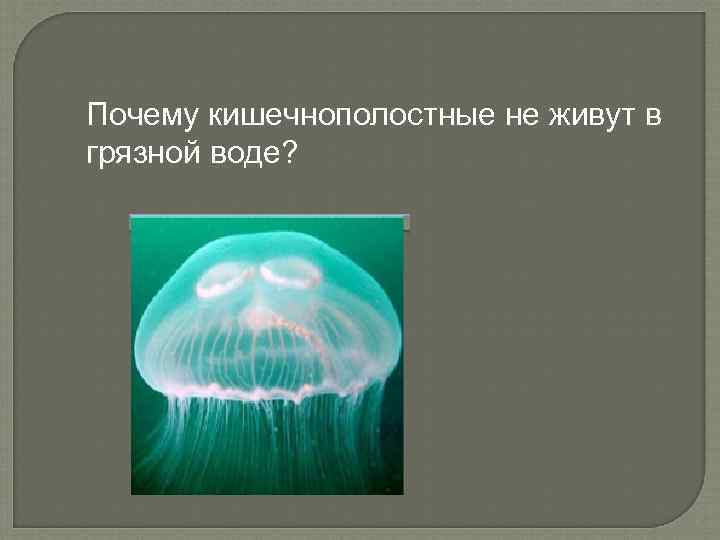 Почему кишечнополостные не живут в грязной воде? 