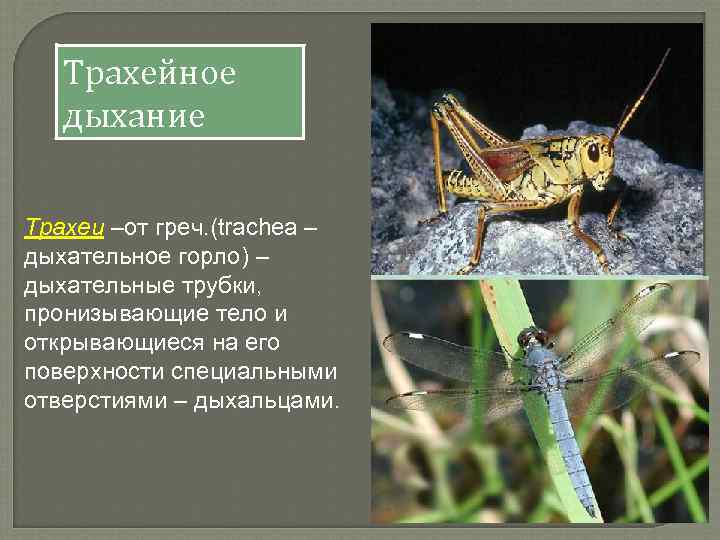 Трахейное дыхание Трахеи –от греч. (trachea – дыхательное горло) – дыхательные трубки, пронизывающие тело