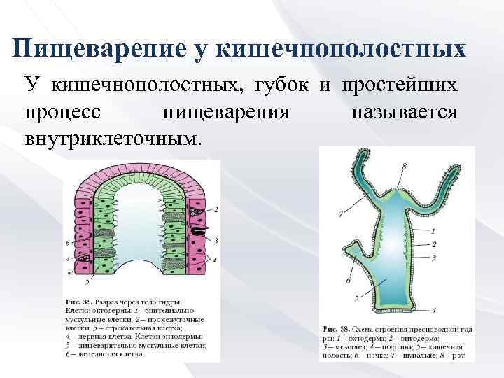 Пищеварение у кишечнополостных У кишечнополостных, губок и простейших процесс пищеварения называется внутриклеточным. 