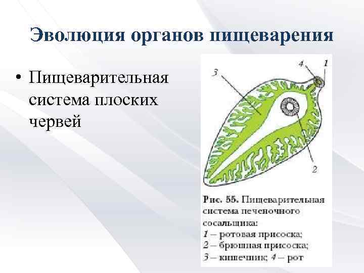 Эволюция органов пищеварения • Пищеварительная система плоских червей 