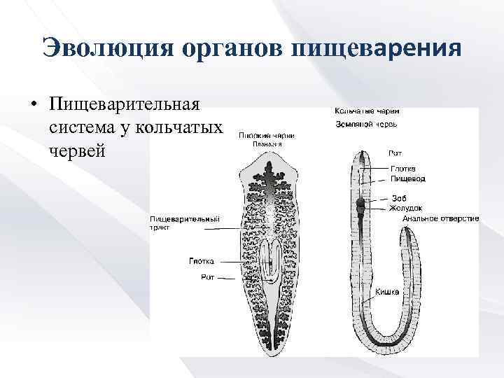 Эволюция органов пищеварения • Пищеварительная система у кольчатых червей 