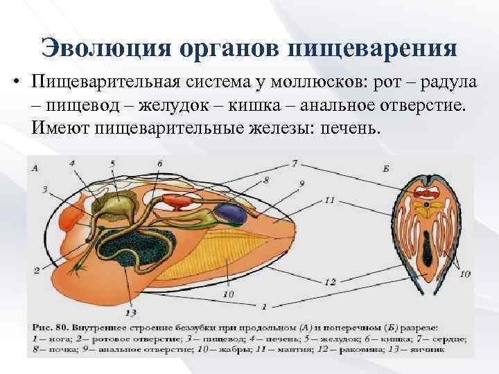 Эволюция органов пищеварения • Пищеварительная система у моллюсков: рот – радула – пищевод –