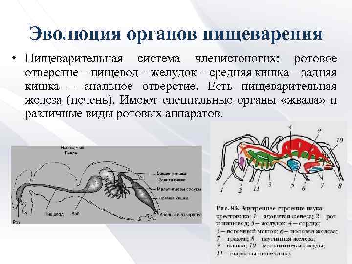 Эволюция органов пищеварения • Пищеварительная система членистоногих: ротовое отверстие – пищевод – желудок –