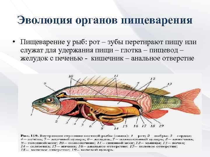 Эволюция органов пищеварения • Пищеварение у рыб: рот – зубы перетирают пищу или служат