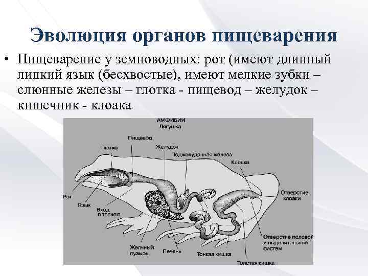 Эволюция органов пищеварения • Пищеварение у земноводных: рот (имеют длинный липкий язык (бесхвостые), имеют