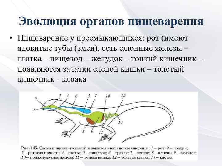 Эволюция органов пищеварения • Пищеварение у пресмыкающихся: рот (имеют ядовитые зубы (змеи), есть слюнные