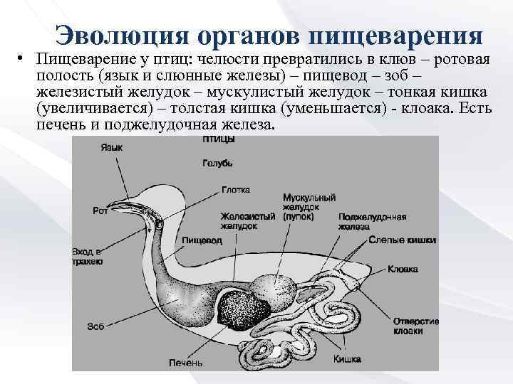 Эволюция органов пищеварения • Пищеварение у птиц: челюсти превратились в клюв – ротовая полость