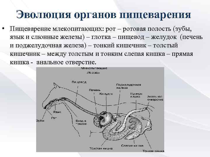 Эволюция органов пищеварения • Пищеварение млекопитающих: рот – ротовая полость (зубы, язык и слюнные