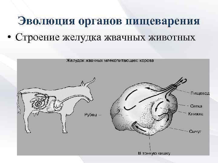 Эволюция органов пищеварения • Строение желудка жвачных животных 