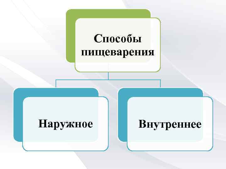 Способы пищеварения Наружное Внутреннее 
